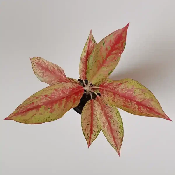 Aglaonema Pink Panther Top View