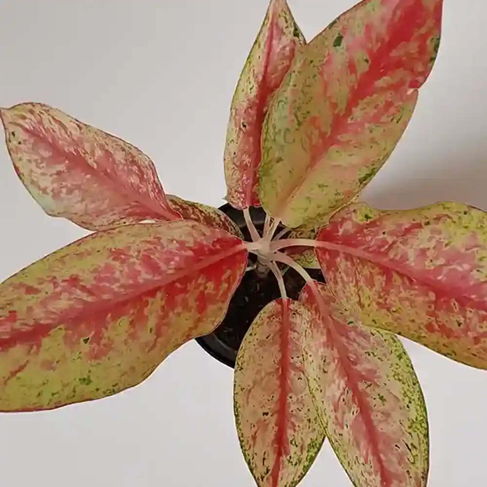 Aglaonema Pink Panther