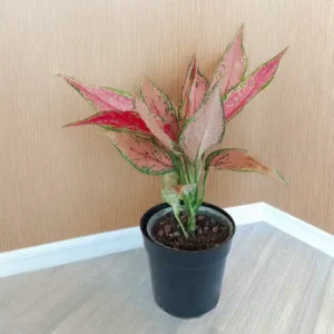 Buy Aglaonema Red Angel Online