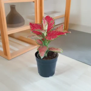 Buy Aglaonema Red Anjuman Online