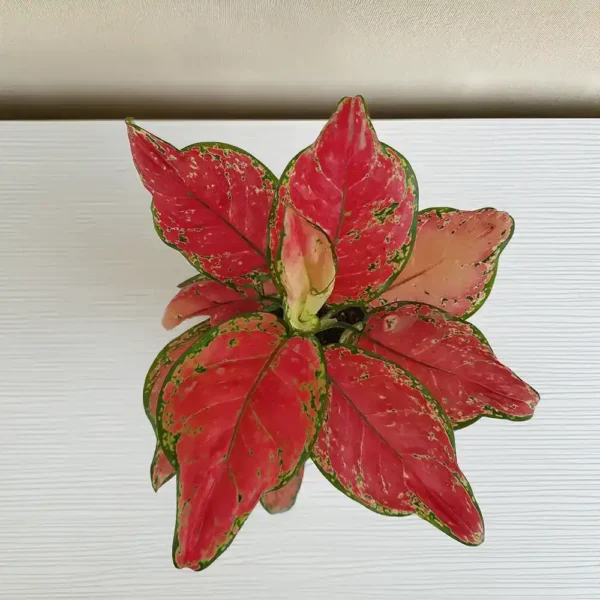 Aglaonema Red Anjuman Top View