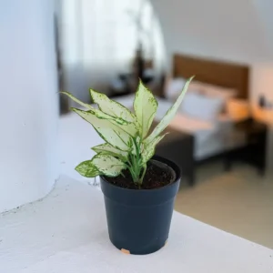 Buy Aglaonema Super White Online