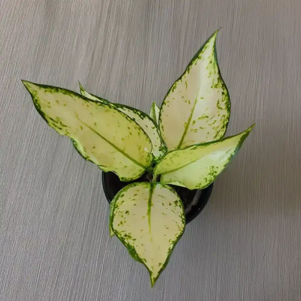 Aglaonema Super White Top View