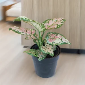 Buy Aglaonema Tri Color Online