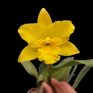 buy Cattleya Golden Aura online
