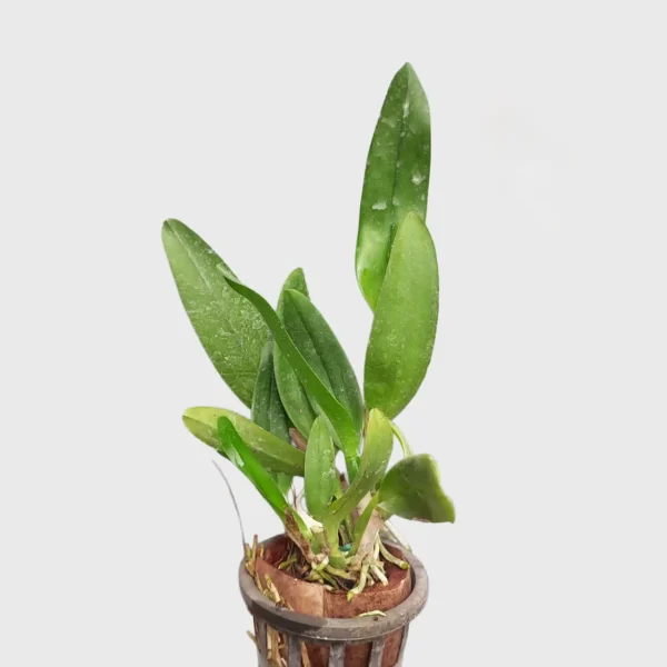 Cattleya Golden Aura Plant