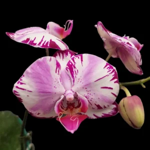 Buy Phalaenopsis Orchid Artful Splatte Online