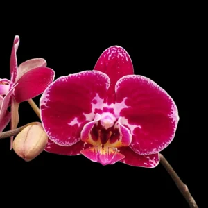 Buy Phalaenopsis Orchid Ruby Starburst Online