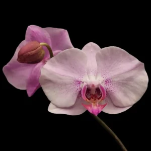 Buy Phalaenopsis Orchid Sweet Serenity Online