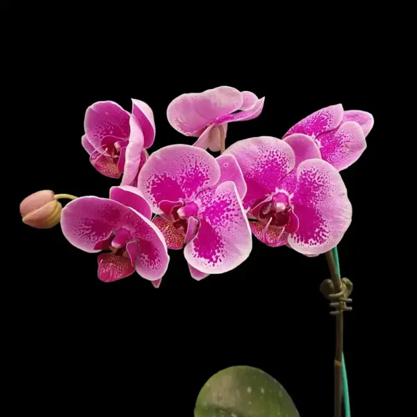 Phalaenopsis Twilight Glow Orchid