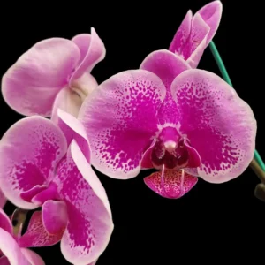 Buy Phalaenopsis Twilight Glow Orchid Online